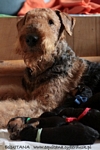 airedale21.jpg